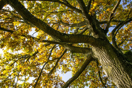Chioma di quercia in autunno all'Englischer Garten di Monaco di Baviera, Germania