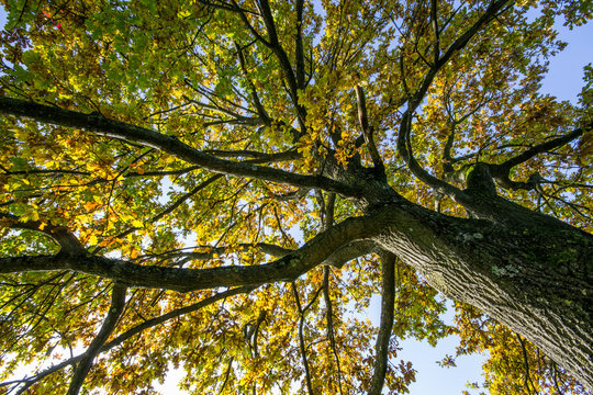 Chioma di quercia in autunno all'Englischer Garten di Monaco di Baviera, Germania
