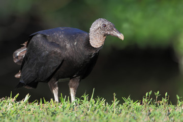 Fototapeta premium Black vulture (Coragyps atratus) standing, Lake Marian, Florida, USA