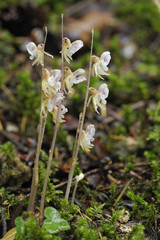 Epipogium aphyllum / Epipogium sans feuilles