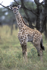 Giraffa camelopardalis rothschildi / Girafe de l'Ouganda