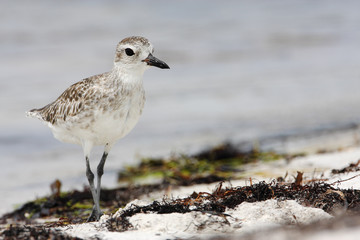 Black-bellied plover (Pluvialis squatarola) walking on beach, Curry Hammock State Park, Florida, USA 