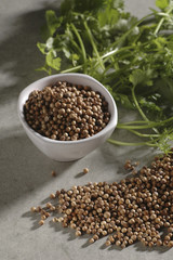 Coriandrum sativum / Coriandre