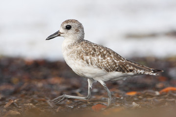 Black-bellied plover (Pluvialis squatarola) walking on beach, Curry Hammock State Park, Florida, USA 