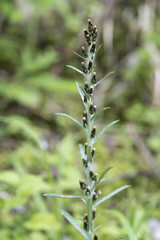Gnaphalium sylvaticum / Gnaphale des bois