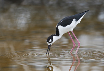 Fototapeta premium Black-necked stilt (Himantopus mexicanus) foraging in water, Cabo Rojo Salt Flats, Puerto Rico