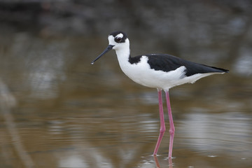 Black-necked stilt (Himantopus mexicanus) foraging in water, Cabo Rojo Salt Flats, Puerto Rico