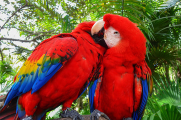 Two bright macaw feathers clean beak