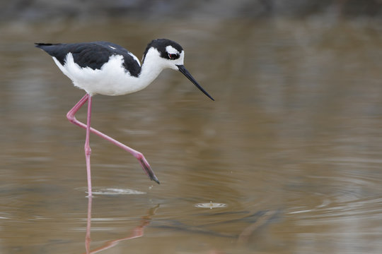 Black-necked stilt (Himantopus mexicanus) foraging in water, Cabo Rojo Salt Flats, Puerto Rico