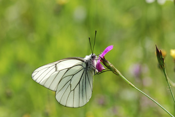 Aporia crataegi / Gazé