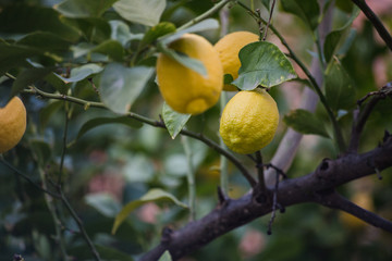 limones y limonero