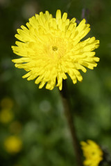 Hypochaeris uniflora / Grande Porcelle