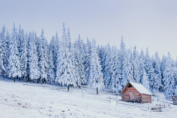 Winter landscape of snow-covered trees in  hoarfrost and c