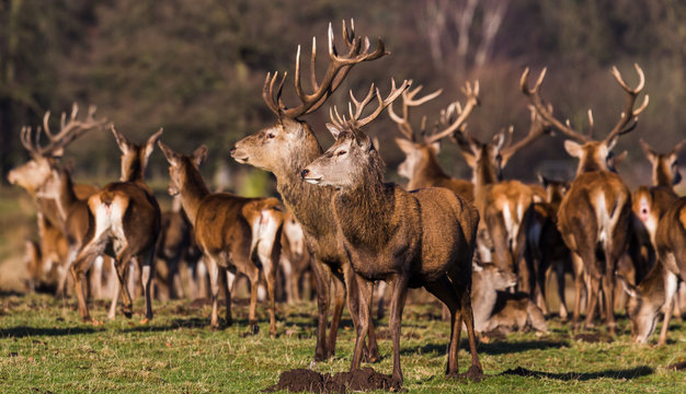 Stags stanging guard