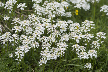 Iberis sempervirens / ICorbeille-d'argent