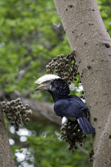Ceratogymna brevis / Calao à joues argent