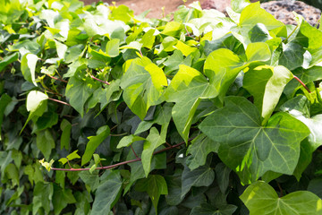 Green ivy
