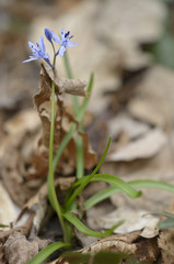 Scilla italica / Hyacinthoides italica / Scille d'Italie