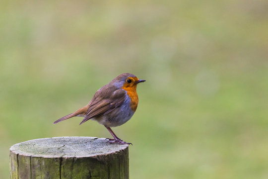 A Robin perched on a fence post