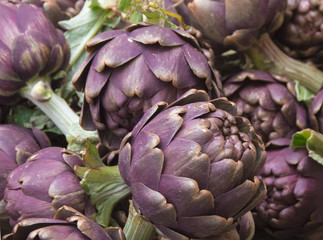 Close up of purple artichokes