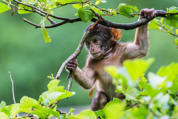 Naklejka premium Baby Barbary macaque high up in a tree