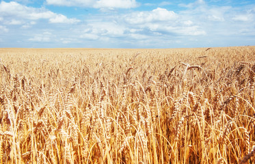 Golden wheat field under the blue sky. Time of the harvest.