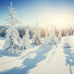 The sun's rays make their way through the snow-covered spruce in