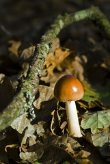 Amanita fulva / Amanite fauve