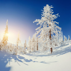 The sun's rays make their way through the snow-covered spruce in