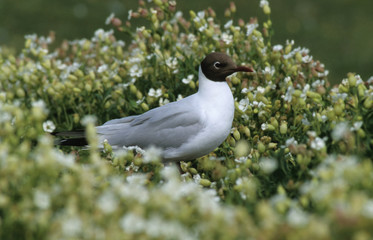 Larus ridibundus / Mouette rieuse