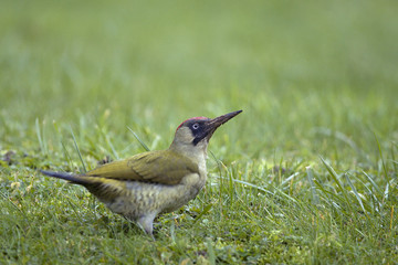 Picus viridis / Pic vert