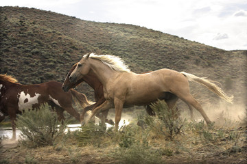 Cheval / Race 'Quarter Horse'