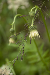 Cirsium erisithales / Cirse glutineux / Cirse érisithale