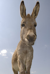 Ane / Equus asinus / Equus africanus asinus
