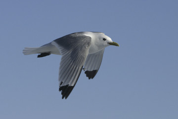 Rissa tridactyla / Mouette tridactyle