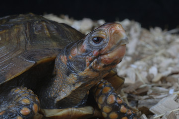 Tortue boîte à trois griffes / Tortue à trois doigts