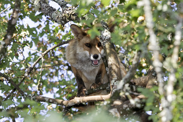 Vulpes vulpes / Renard roux