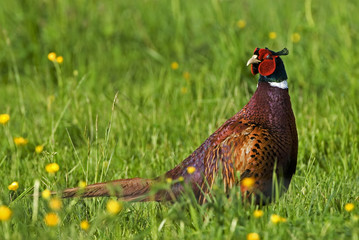 Phasianus colchicus / Faisan de colchide