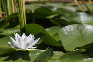 Large white water lily. White miracle. Volga Delta. Russia.