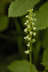 Leucorchis albida / Orchis blanchâtre