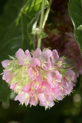 Dombeya wallichii / Arbre hortensia