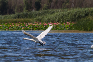 The swan runs up and flies up into the air. Delta. Russia