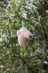 Birds nest over-water. Delta Volga river. Russia