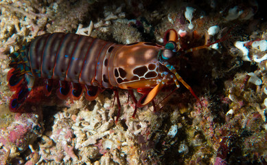 Colourful shrimp moving along ocean floor