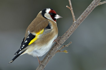 Obraz premium Carduelis carduelis / Chardonneret élégant