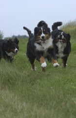 Chien / Race : Bouvier Bernois
