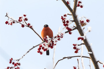 The bullfinch sits on rowan. Siberia, Russia.