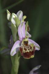 Ophrys scolopax / Ophrys bécasse