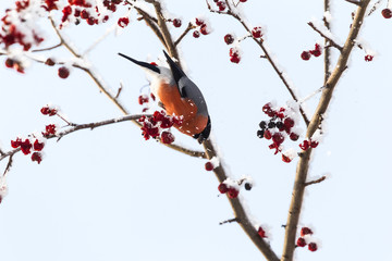 Bullfinch. Bird sits on a tree. Siberia, Russia.