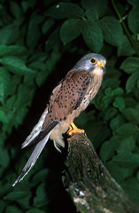 Falco tinnunculus / Faucin crécerelle